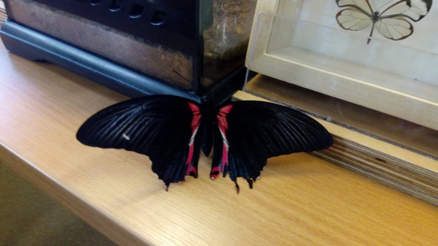 Motyle w 1a - Obrazek 1