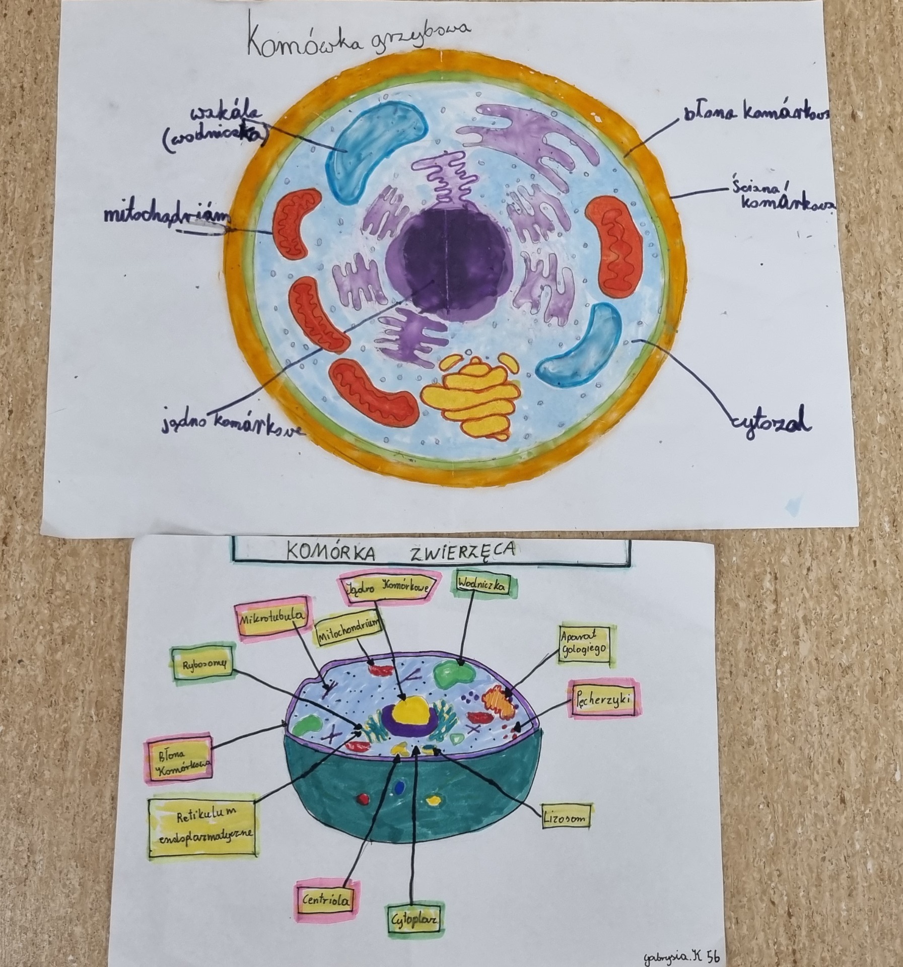 Projekt edukacyjny: „Komórka” - Obrazek 5