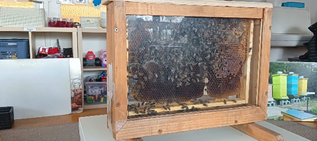 Spotkanie z pszczołami - Obrazek 1