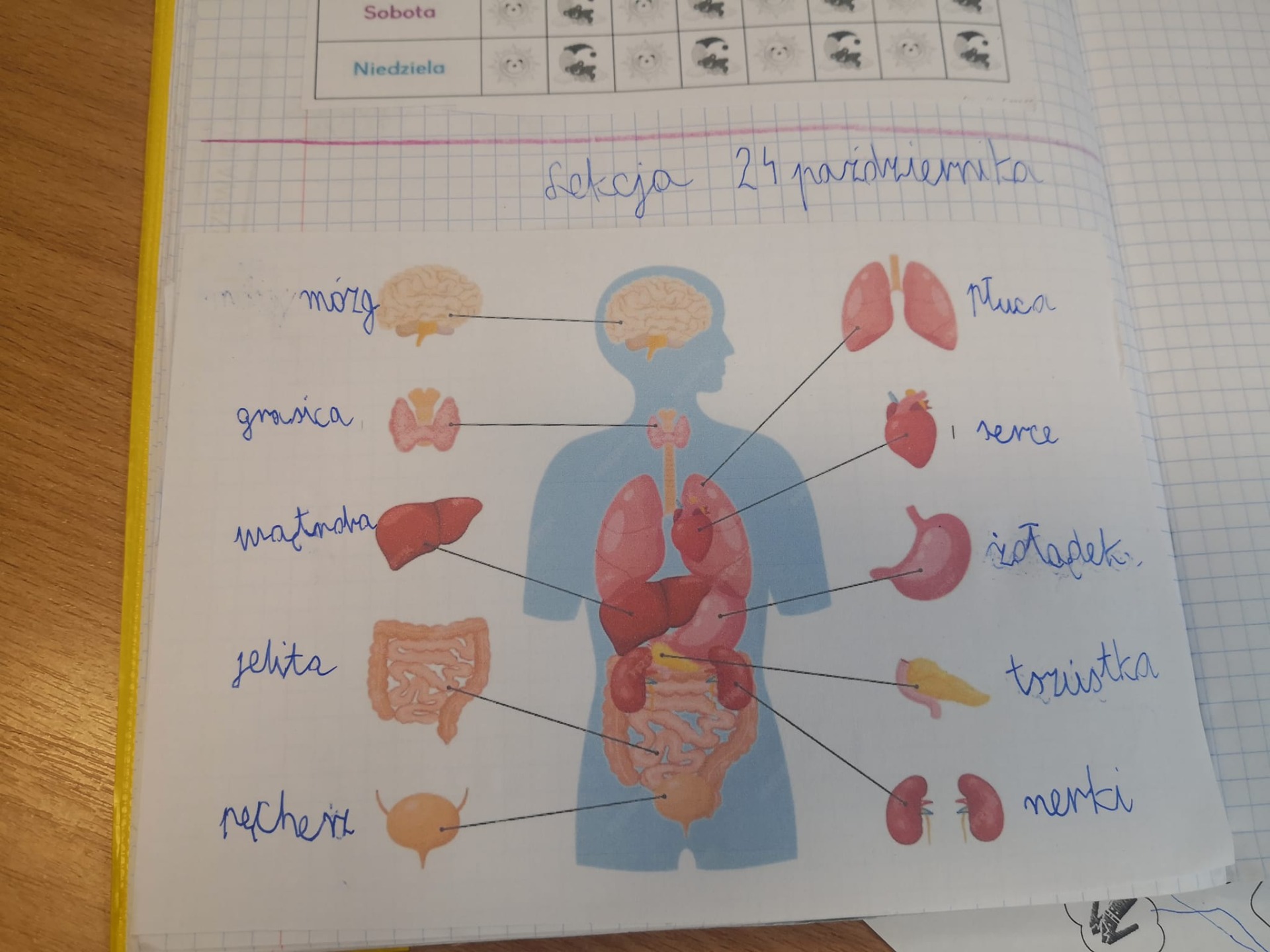 Lekcja anatomii w klasach 2 - Obrazek 2