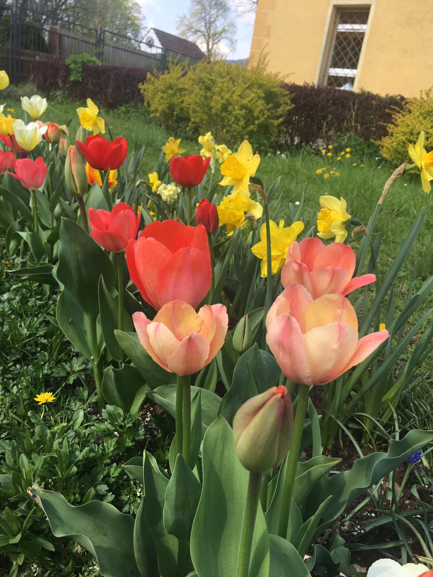 Kolory wiosny na dziedzińcu  - Obrazek 2