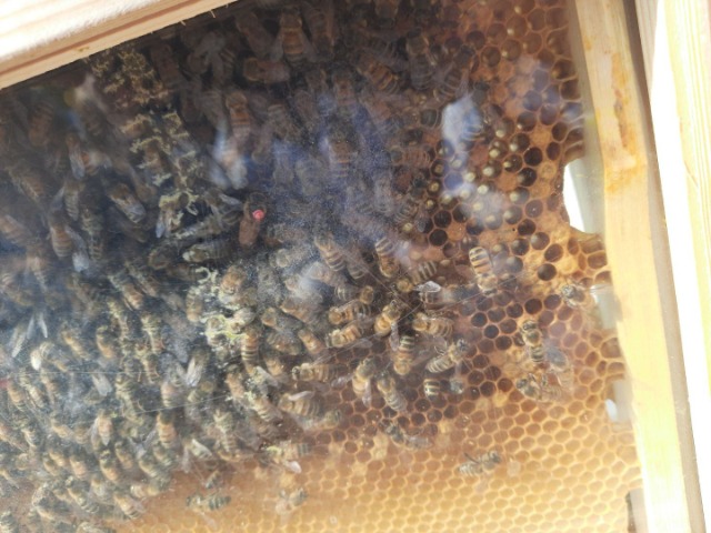 20 maja – Światowy Dzień Pszczół - Obrazek 1
