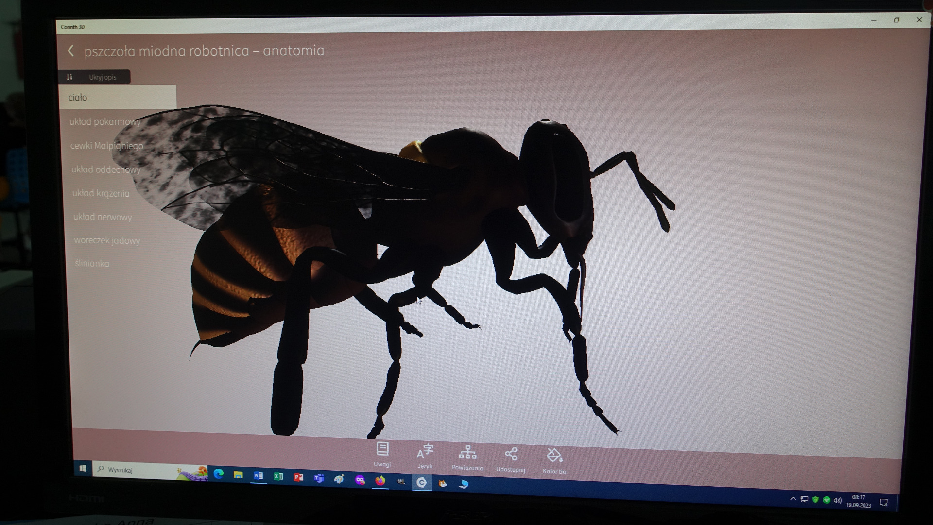 Co w ulu bzyczy… czyli co powinniśmy wiedzieć o pszczołach – słodka lekcja informatyki  - Obrazek 6