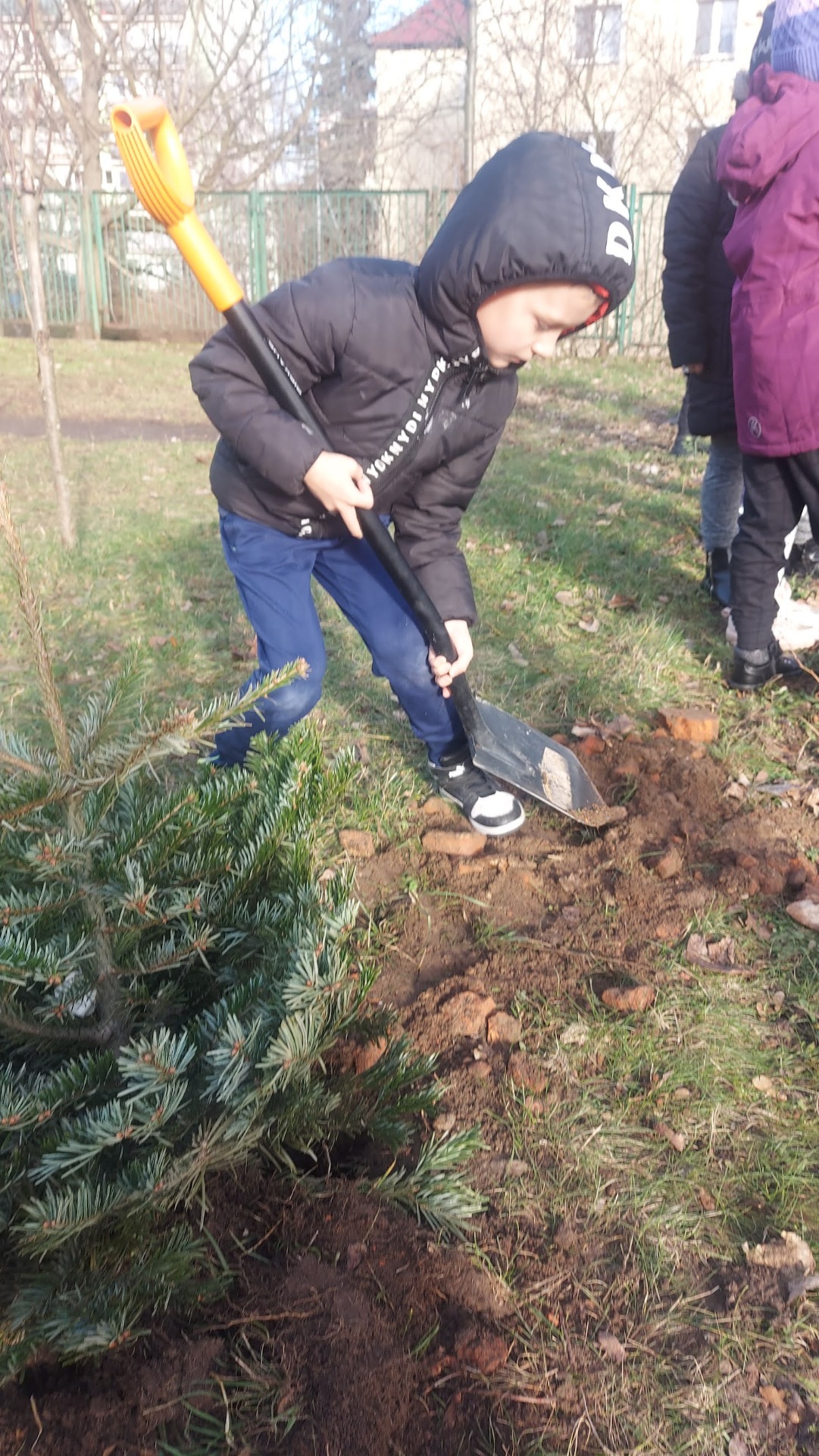 Drugie życie świątecznego drzewka - uczniowie klasy I c sadzią jodłę w naszym ogródku.